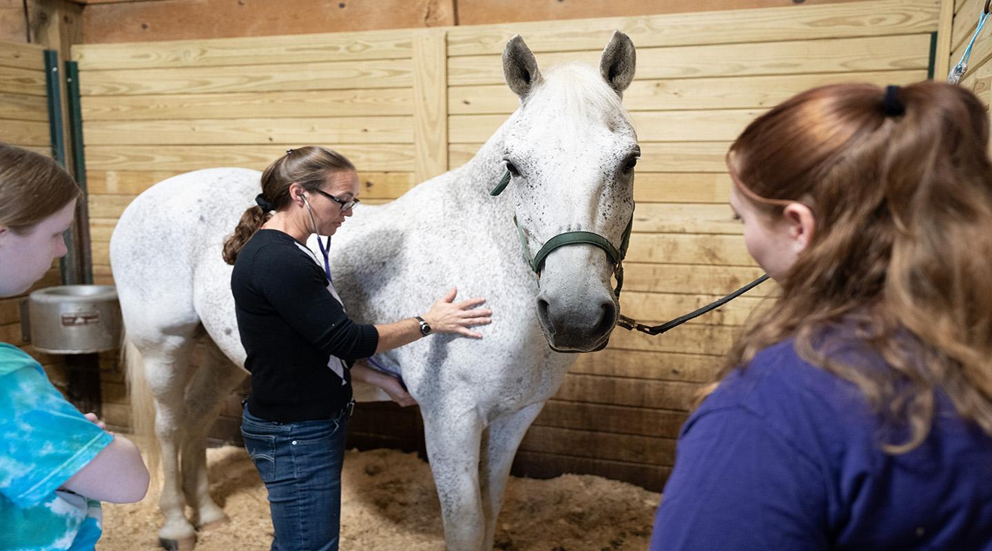 Equestrian Studies Landing